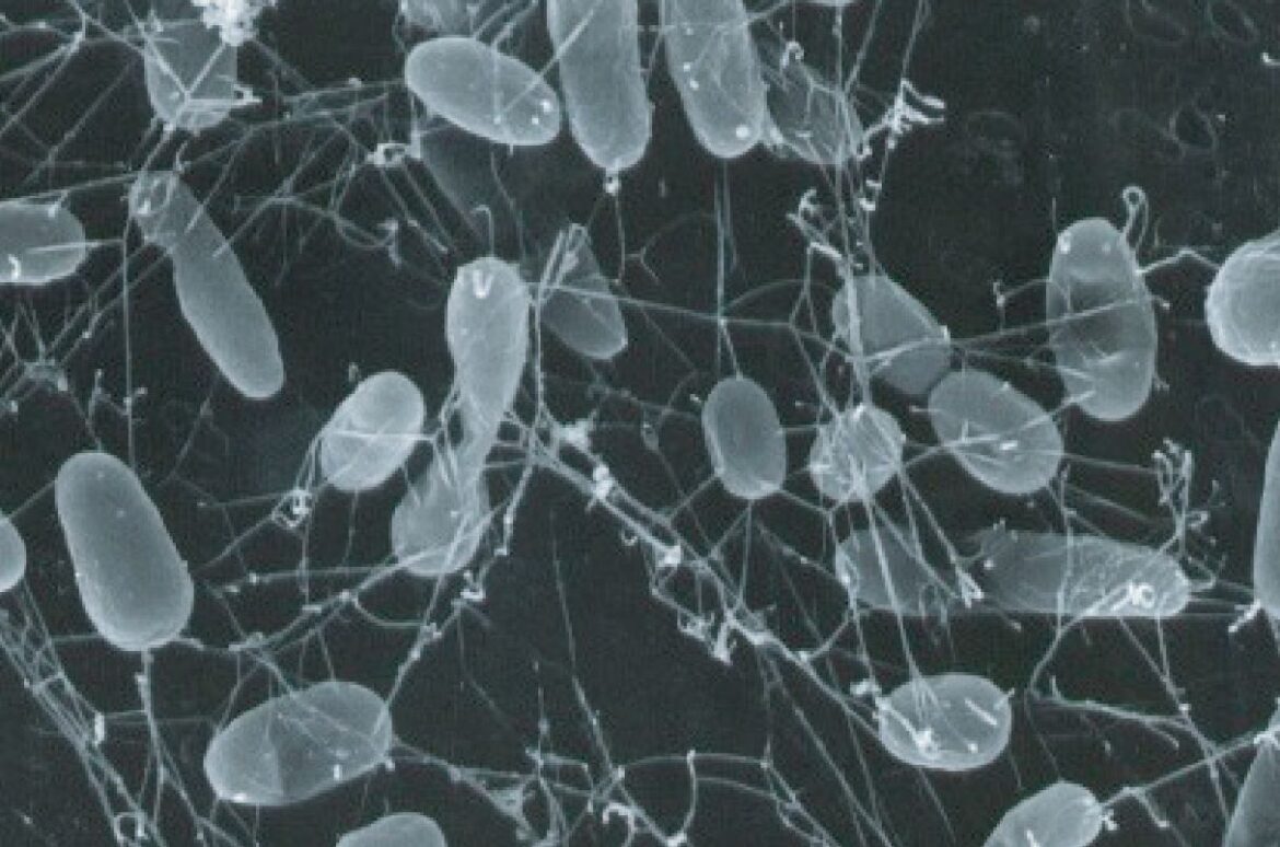 8) Development of respiration