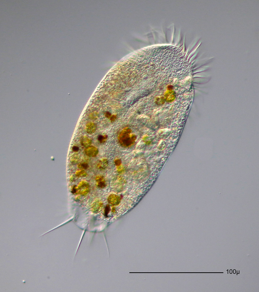 9) Emergence of nucleated cells