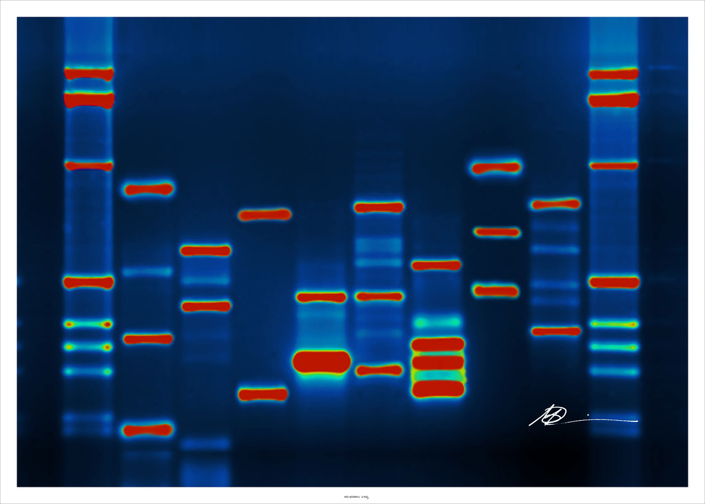 29) Humans discover DNA