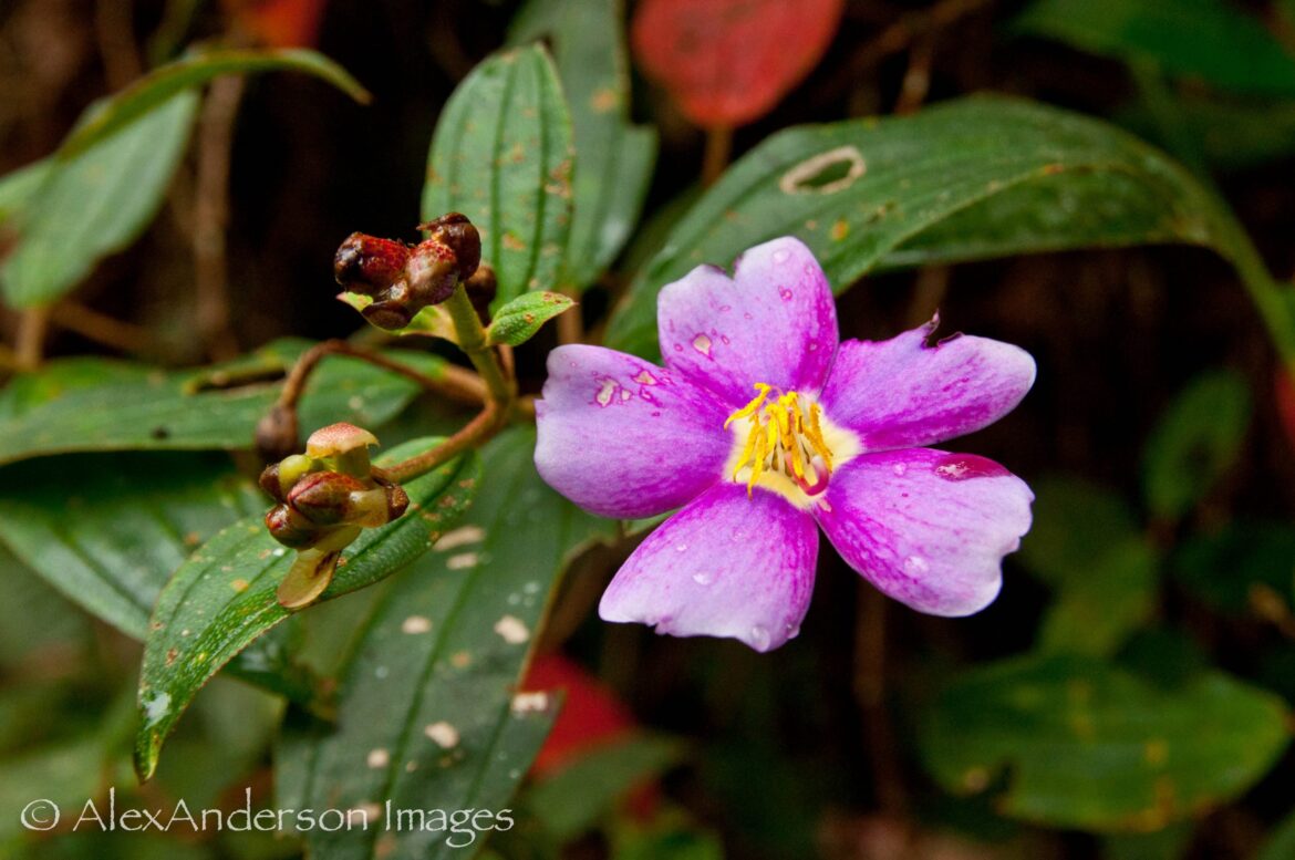 20) The first flowers