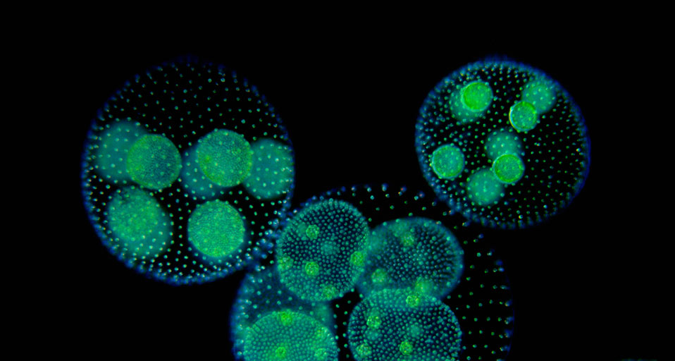 12) The first multicellular life