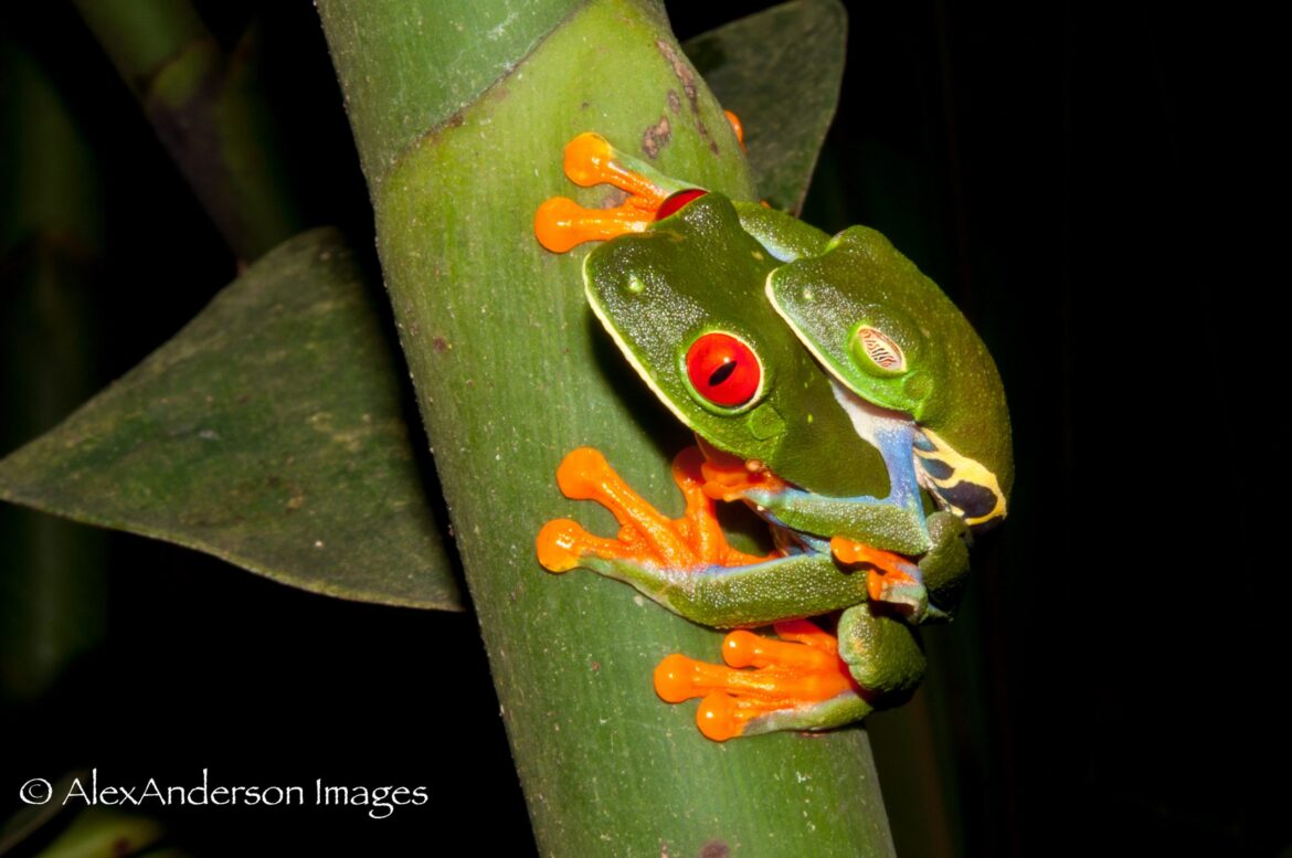 15) The first amphibians emerge onto land