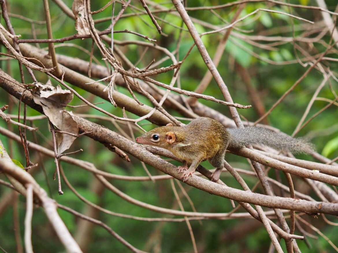 18) The first mammals