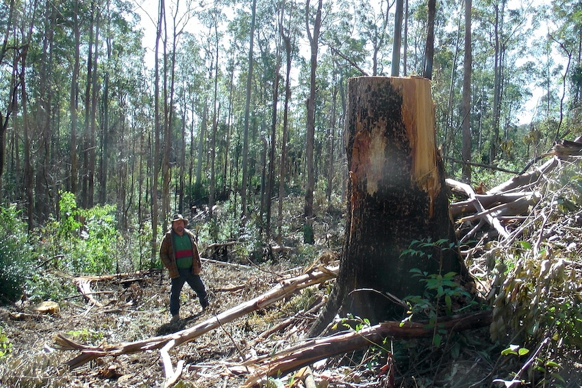 Urgent Call to Action: Help Stop Illegal Logging in NSW Old Growth Koala Habitat